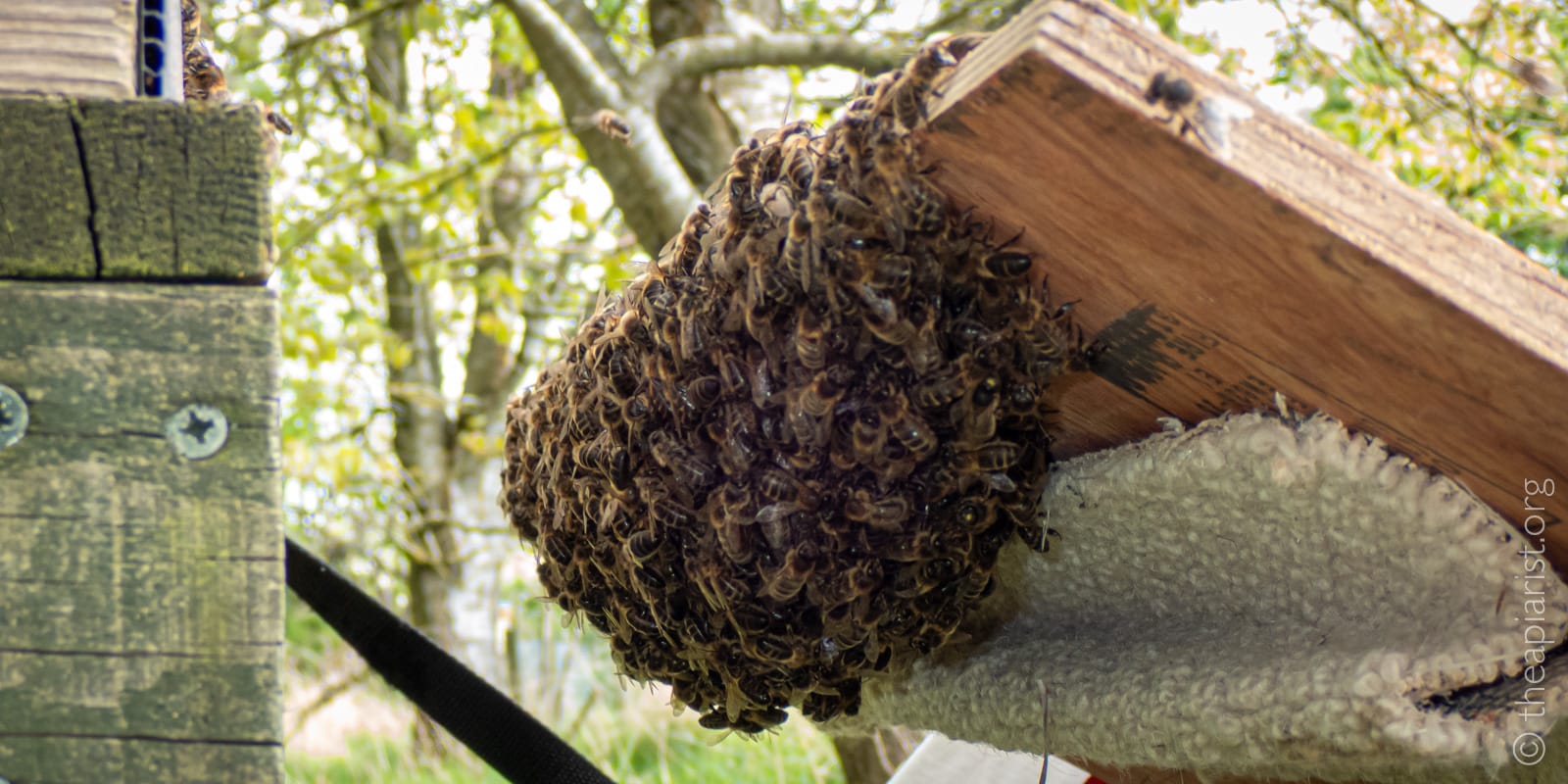 A wooden board with carpet attached underneath, with a cluster of bees clinging to the edge of the board in a clump.